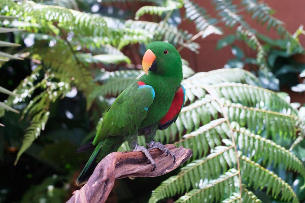 Moluccan Eclectus: A Real Showstopper