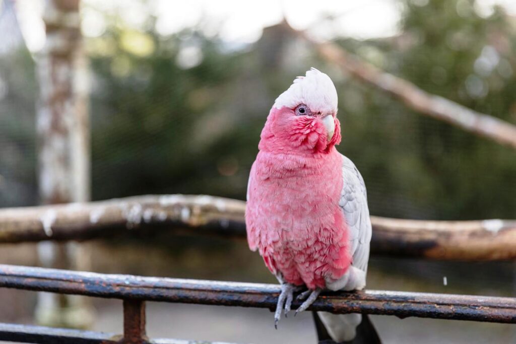 Rose Breasted Cockatoos: Birds of Australian Woodlands