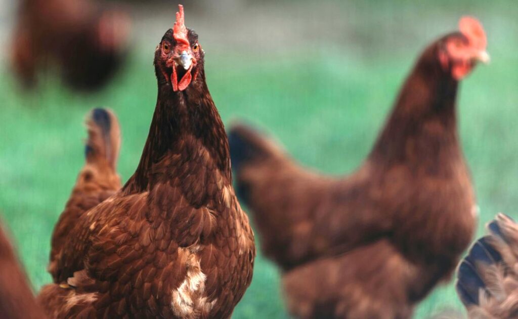 Rhode Island Red: A Classical Chicken Breed