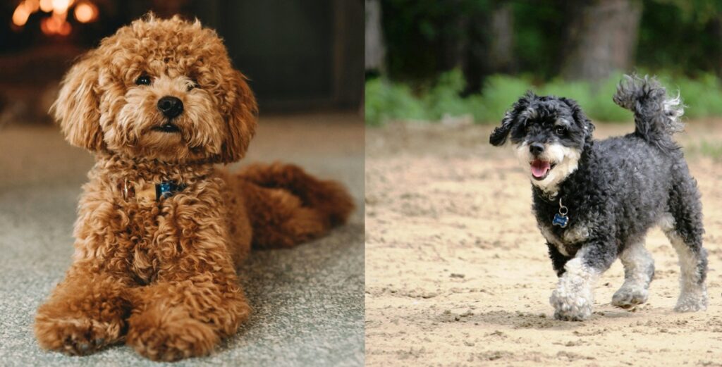 Poodle: A Recognized Dog Breeds