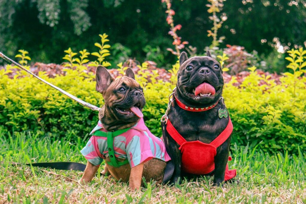 French Bulldog: An Vibrant Companion