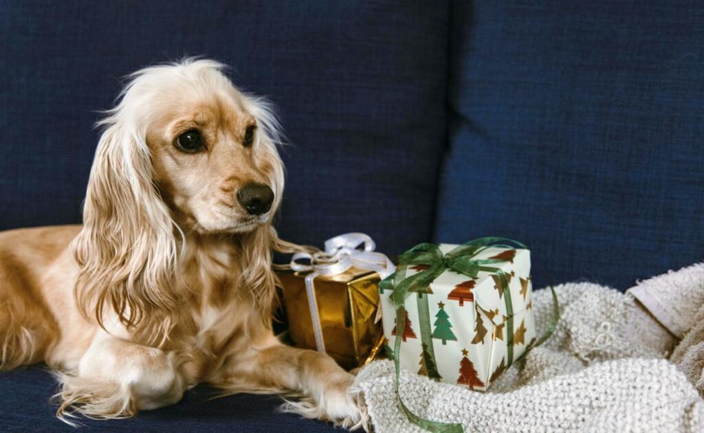 Boykin Spaniel