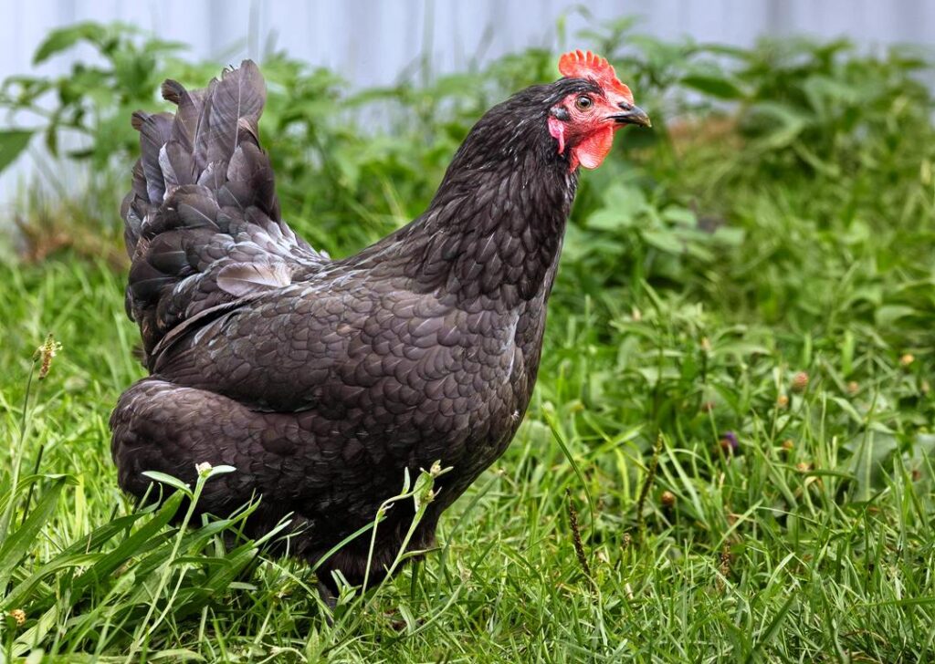 Black Australorp: Favorite Backyard Chicken Breed