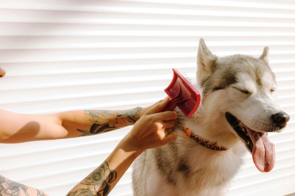 Benefits of Pet Grooming