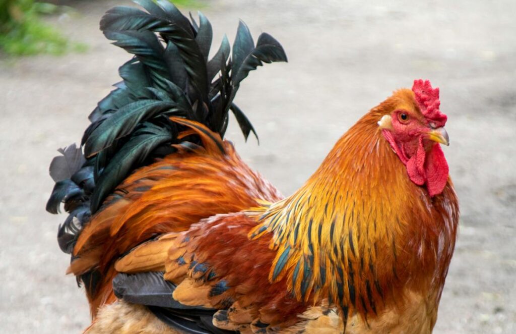 Buff Brahma Hen: The Gentle Giant