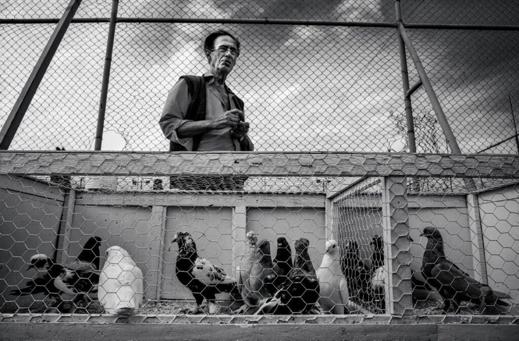 How Long Do Pigeons Live in Captivity?