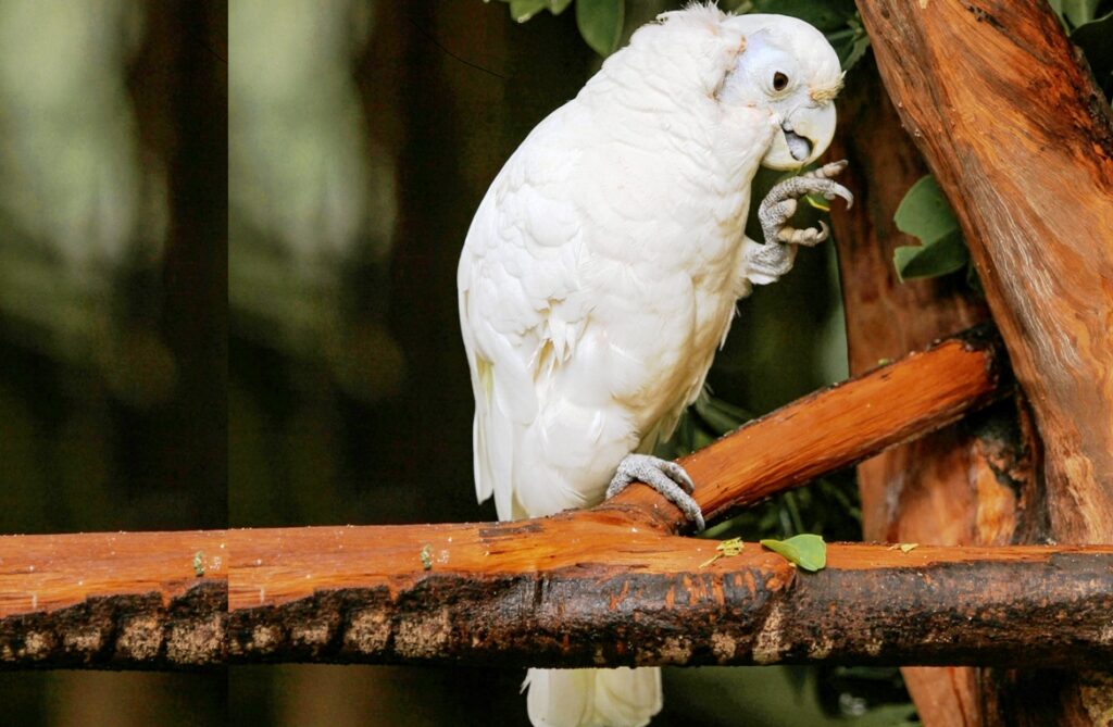 Meet the White Parrotlet