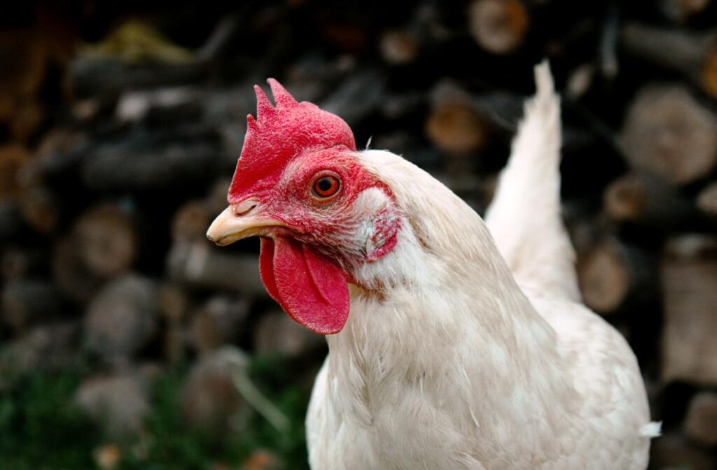 Pearl Star Leghorn: An Excellent Egg Producer