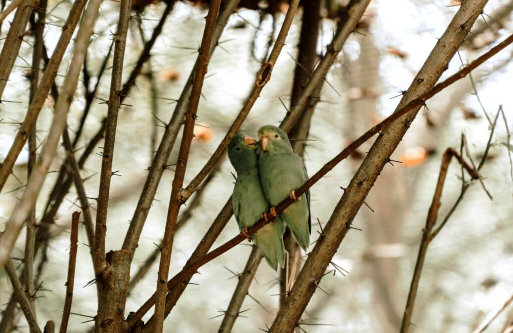 The Mexican Parrotlet: A Tiny Parrot