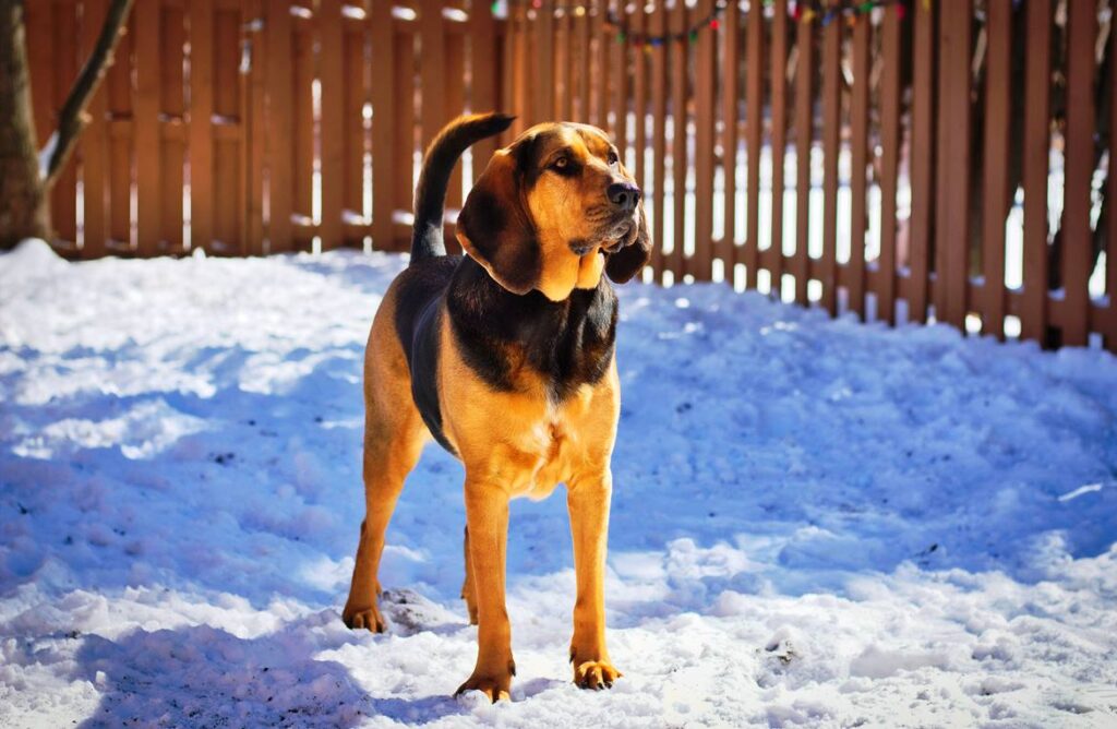 The Georgia Bloodhound: A Working Companion  