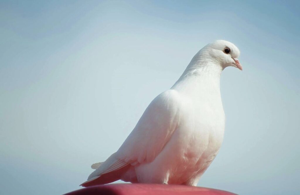 Albino Pigeon: The White Marvel