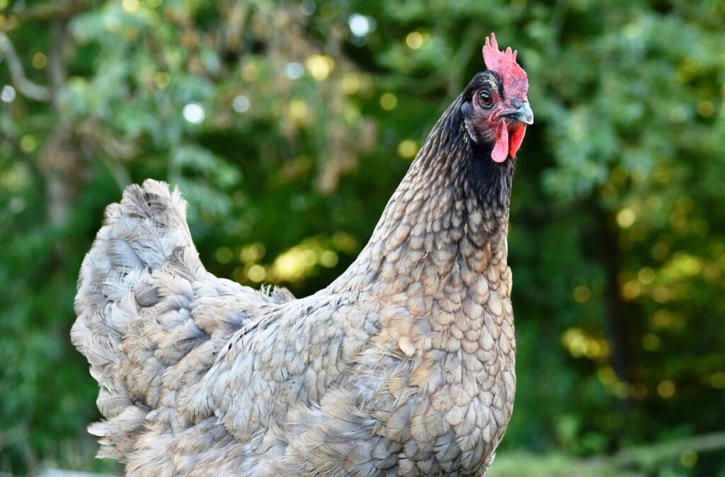 Silver Leghorn: Beauty with Benefits