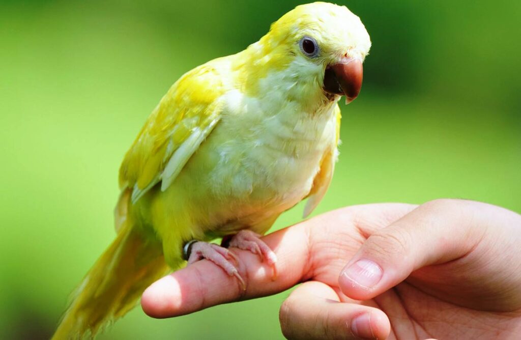 Yellow Quaker Parrot: A Bright Companion 