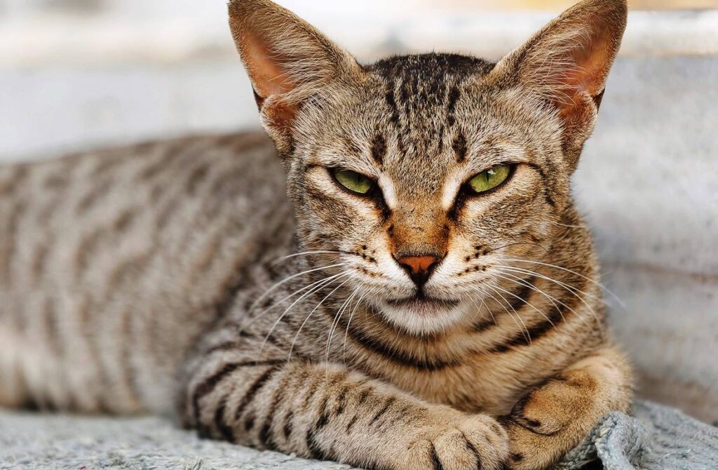 Egyptian Mau Cat Mix: A Lovely Athletic Breed