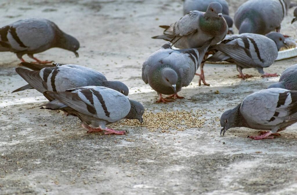 What Can Pigeons Eat?