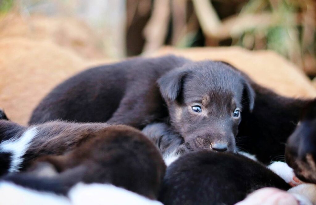 Black Boerboel Puppies: The Gentle Giants