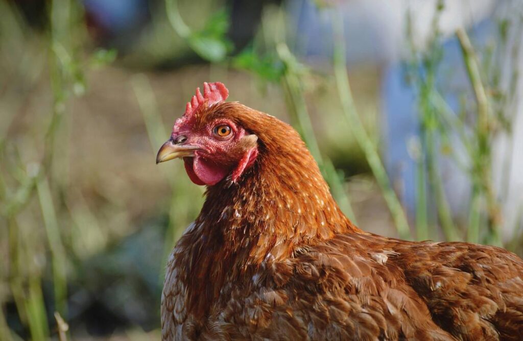 Cinnamon Queen Hen: A Bird for Backyard Farming