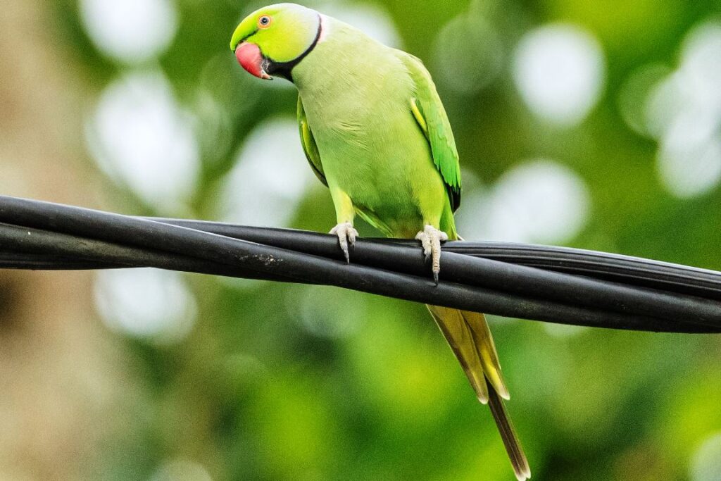 Alexandrine Parrot: A Regal Companion