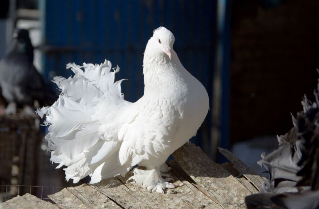 Fantail Pigeons: The Elegant Avian Beauties