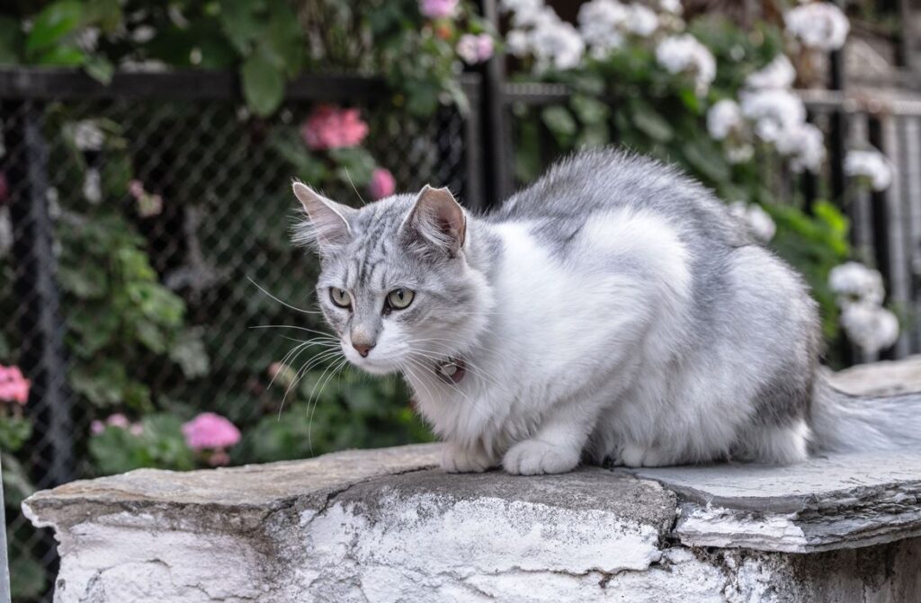 The Silver Siberian Cat: A Regal Beauty