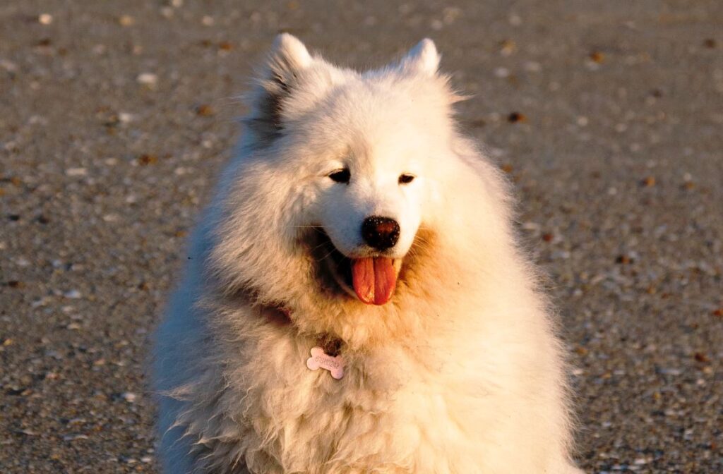 The Golden Samoyed: A Fluffy Charm